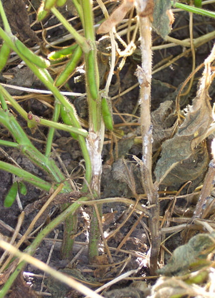 soybean stem with white fungus