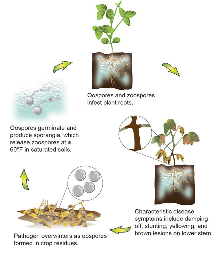 life cycle graphic